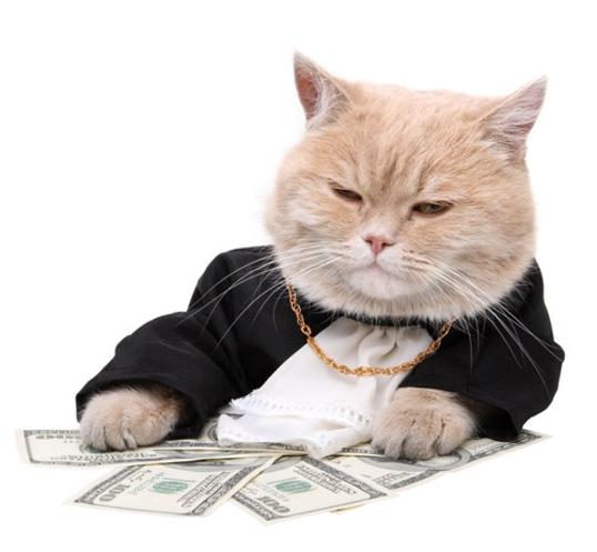 cat-money-gangster cat-money-gangster