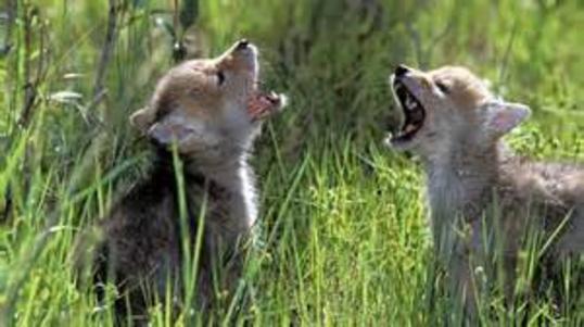 Cubs Cubs