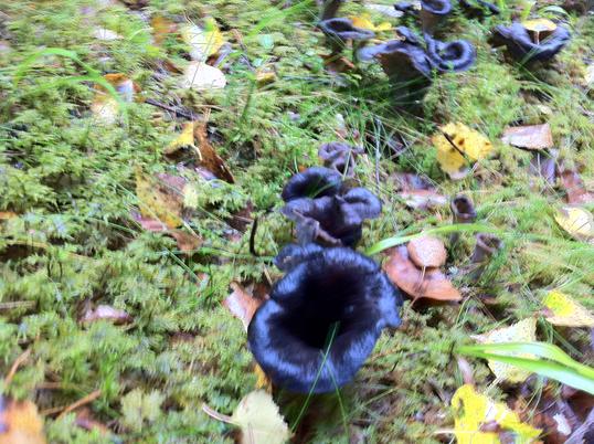 IMG_0367 IMG_0367