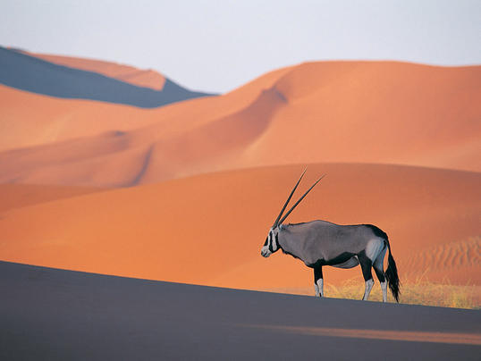 Oryx Antelope Oryx Antelope